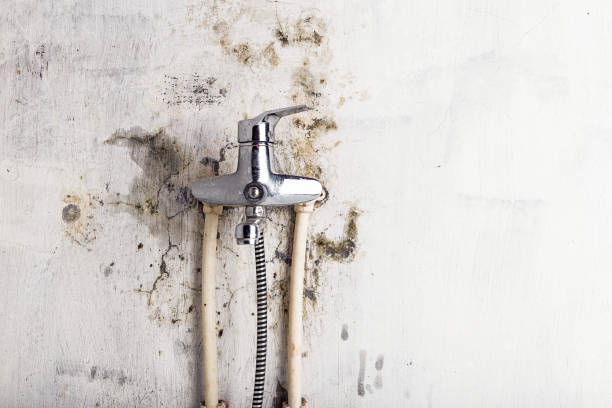Best Localized Mold Remediation (e.g., coastal areas, humid climates) in Gerber, CA