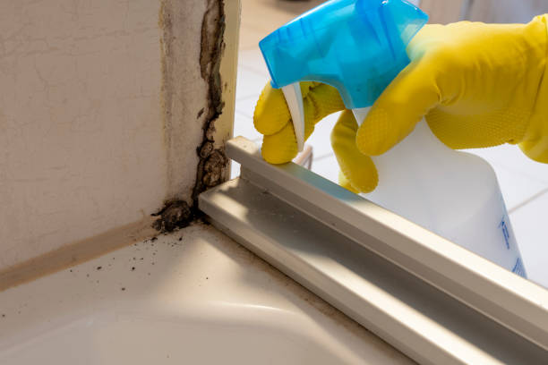 Reliable Gerber, CA Mold Remediation Solutions