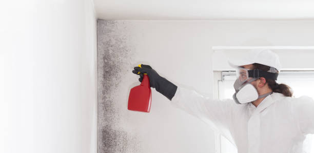Best Commercial Mold Remediation in Gerber, CA