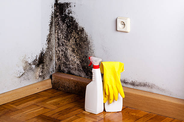 Best Commercial Mold Remediation in Gerber, CA