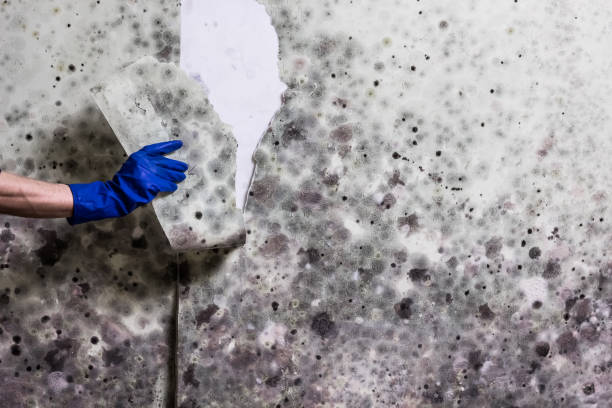 Best Mold Remediation for Schools in Gerber, CA